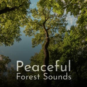 Peaceful Forest Sounds - Path to the Wild