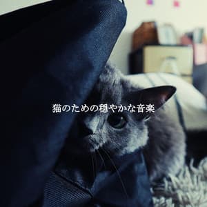 猫のための穏やかな音楽 - Chill Vibes for Coffee Shops