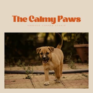 The Calmy Paws - Dog Calming Music