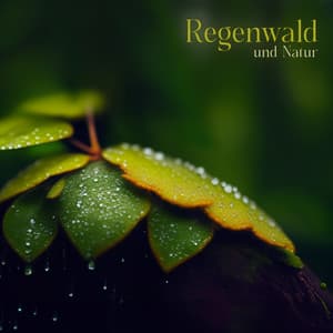 Regenwald und Natur: Befreien Sie Ihren Geist und entspannen Sie sich besser, tiefe Wellenmeditation und Schlaf - Entspannungsmusik Academy
