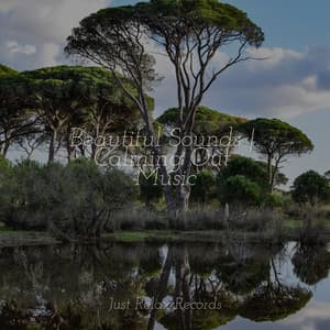 Beautiful Sounds | Calming Out Music - Nature Sounds Nature Music