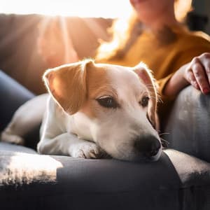 Música Para Mascotas: Melodías Reconfortantes - Domingo en paz