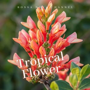 Tropical Flower - Bossa Nova Channel