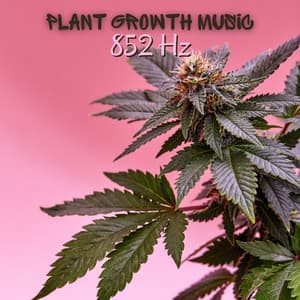 Growing Cannabis Flower 852 Hz: Fast Plant Growth Music - Hz Frequency Zone