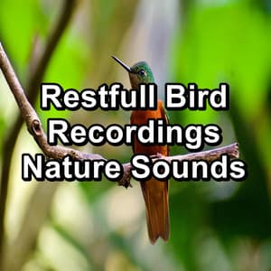 Restfull Bird Recordings Nature Sounds - White Noise Baby Sleep