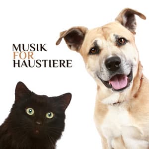 Musik für Haustiere: Beruhigende Schlafmusik für Haustiere, Stressabbau, Beruhigung - Entspannende Haustier Akademie