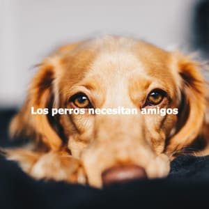 Los perros necesitan amigos - Jazz & Study Playlist