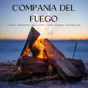 Companía Del Fuego: Fuego Ambiental Relajante Para Perros Tranquilos - Maestro de muestras de chimenea