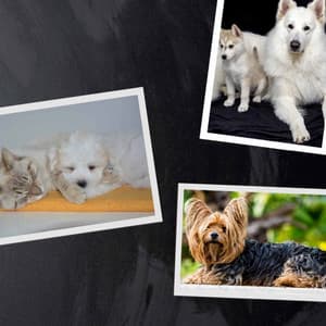 Music for Doggy Dreams - Trumpet, Soprano Sax, Tenor Sax and Guitar - Dog Music Zone