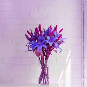 Music for Chill Senses - Jazz-hop - Simple Lo-Fi