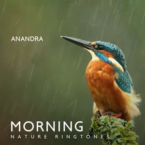Morning Nature Ringtones: Calming Rain & Soothing Singing Birds - Anandra