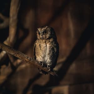 Nocturnal Serenity: Tranquil Meditations with Owl Sounds - Owl Sounds