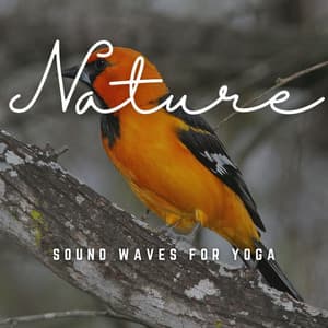 Harmonic Tranquility: Sound Waves for Yoga - Fine Dining Music