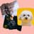 Doggy Music Radio