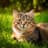 The Cat Relaxer