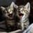 Some Relaxing Music for Cats