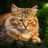Some Cat Music