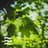 Forest Sounds