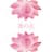 Lotus Flower Academy