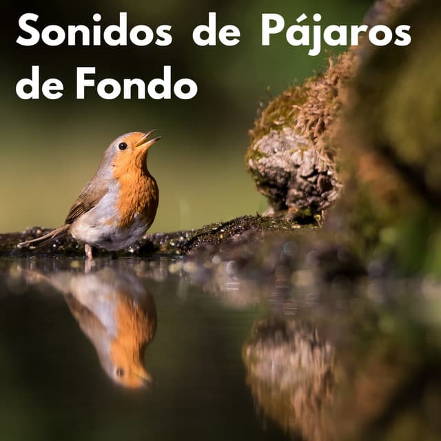 Sonidos de Pájaros de Fondo - Sonidos De La Selva