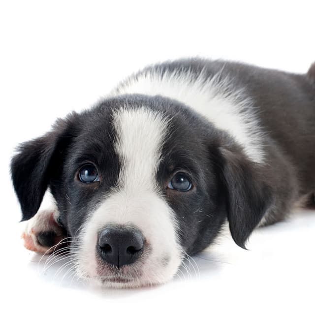 Barking Bliss: Relaxed Dog Ambient Soundscape - Happy Sunday Morning Music