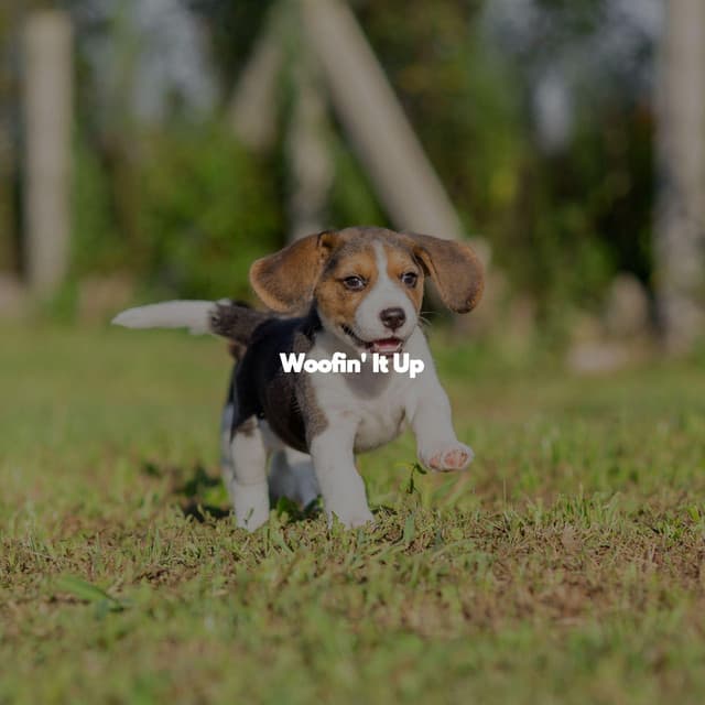 Woofin' It Up - Summer Chilling Jazz