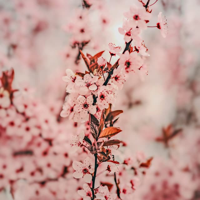 25 Calming Nature Vibes: Peaceful Gardens - Baltic Nature Sounds