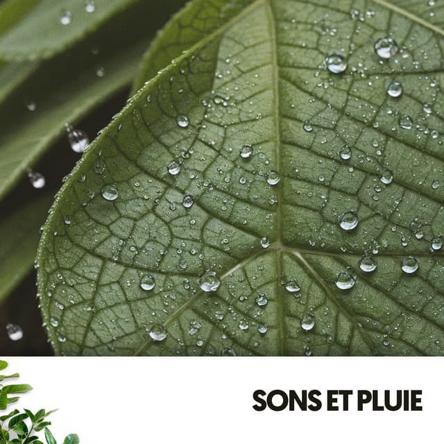 Sons et Pluie : Mélodies du Ciel sur Terre - Relaxing Guru