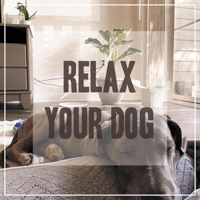 Relaxing Songs for Dogs - Pet Music