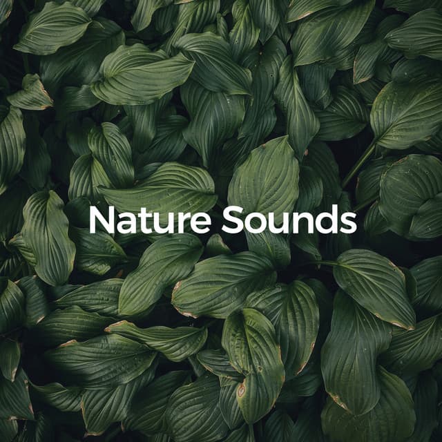 Nature Sounds - Rain WRLD