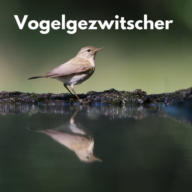 Vogelgezwitscher - Waldgeräusche