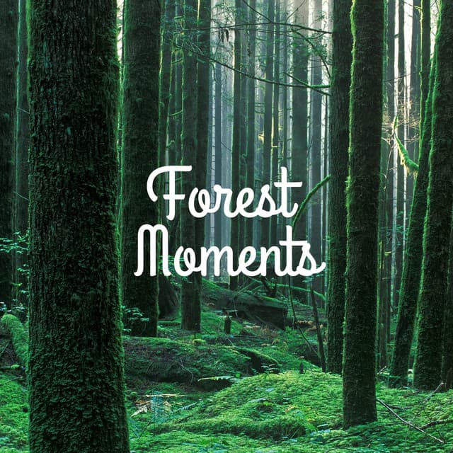 Forest Moments - Yoga Sounds