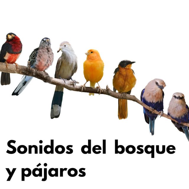Sonidos del bosque y pájaros - Sonidos De La Selva