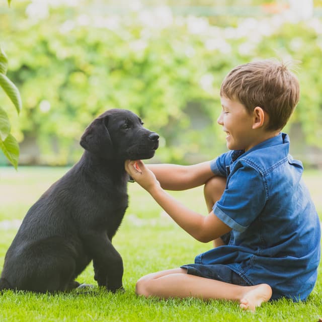 River Theta Waves Retreat for Pet Calmness - Sounds River