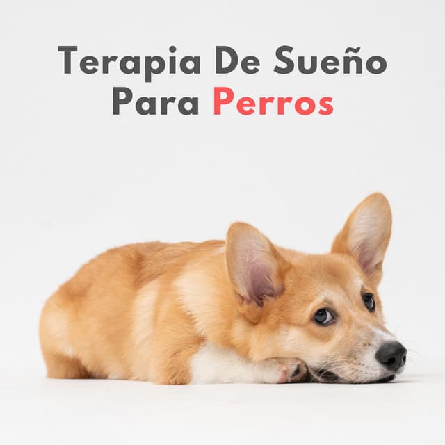 Terapia De Sueño Para Perros - Ricky sonido de lluvia