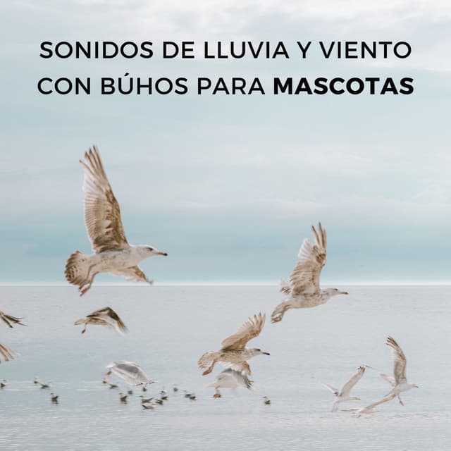 Sonidos De Lluvia Y Viento Con Búhos Para Mascotas - Lluvia en el Bosque