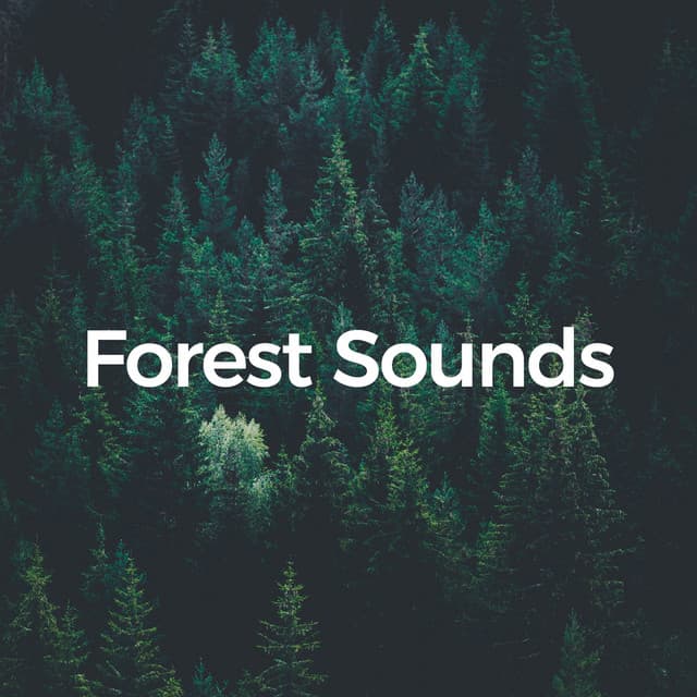 Forest Sounds - Sounds of the Forest