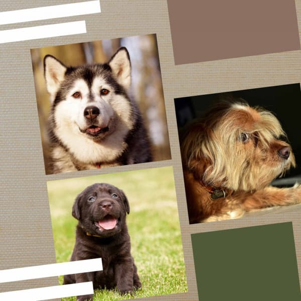 Music for Doggy Dreams - Hot Trumpet, Soprano Sax, Tenor Sax and Guitar - Dogs at Home