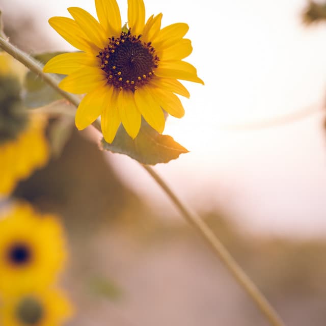 Baby Soft Noise - White Noise for Baby