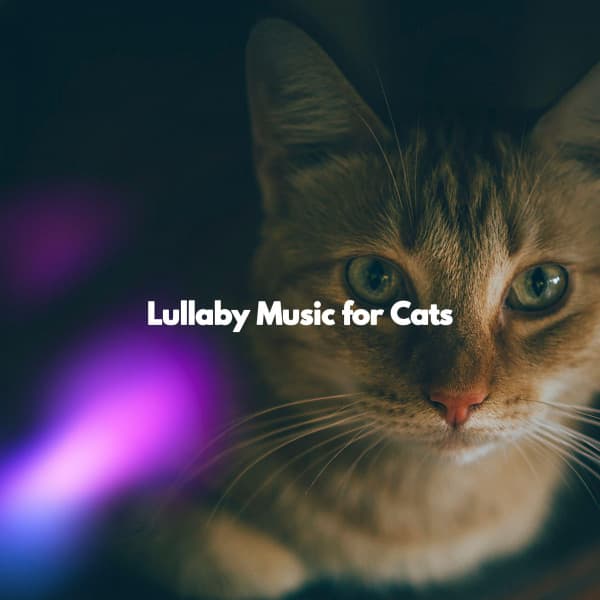 Lullaby Music for Cats - Cool Jazz Relaxation Radio