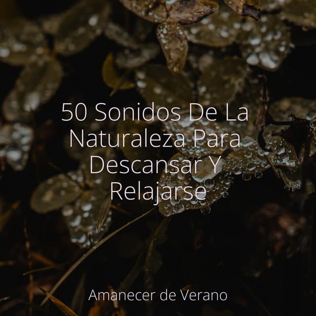 50 Sonidos De La Naturaleza Para Descansar Y Relajarse - Chillout Lounge