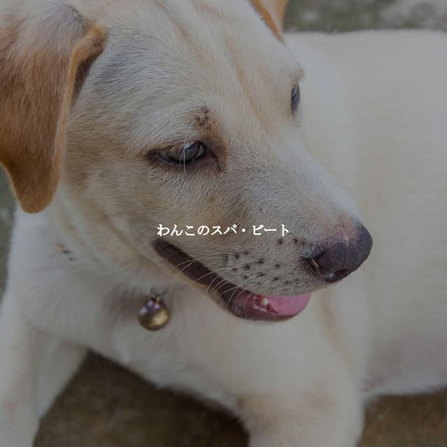 Musica Relajante Clásico