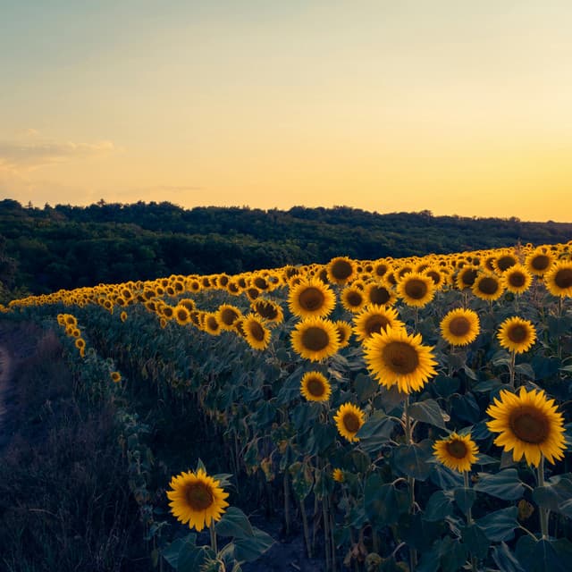 10 Chakras: Waking A Passion - Spa Music Relaxation