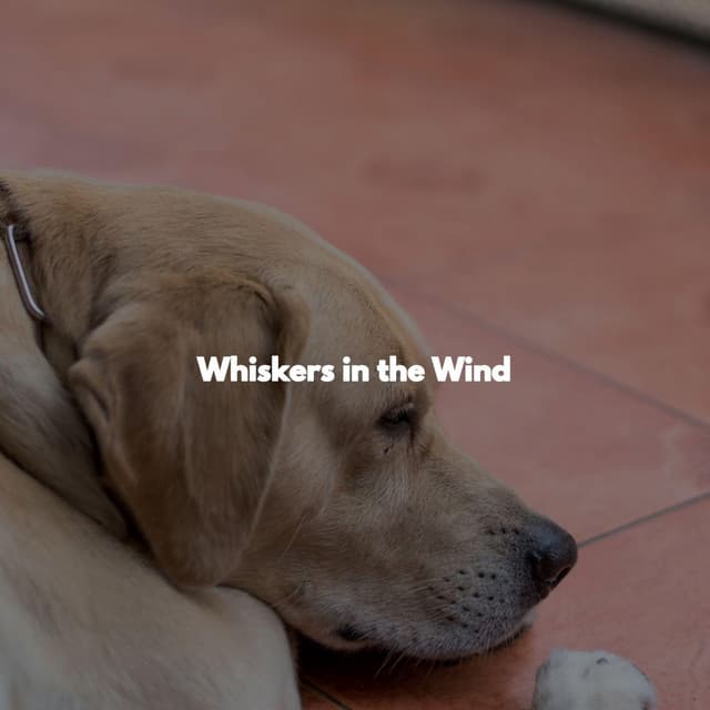 Whiskers in the Wind - Jazz Rilassante Playlist