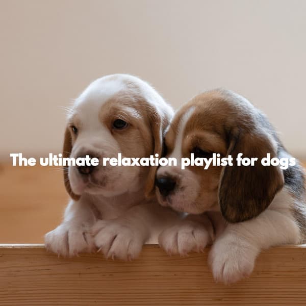 The ultimate relaxation playlist for dogs - Soft Sunday Morning Music