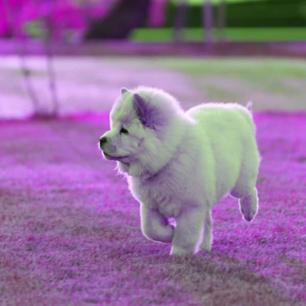 Bgm for Pleased Puppies - Calming Dog Jazz Classics