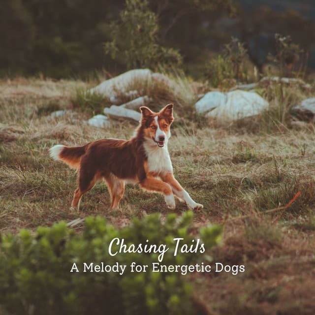 Chasing Tails: A Melody for Energetic Dogs - Dog Anxiety Music