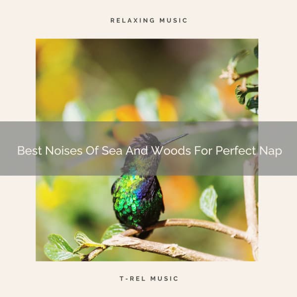 Best Noises Of Sea And Woods For Perfect Nap - The Noise Project