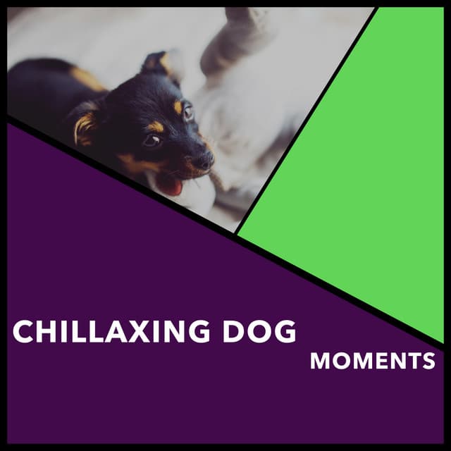 Chillaxing Dog Moments - Dogs Music Therapy