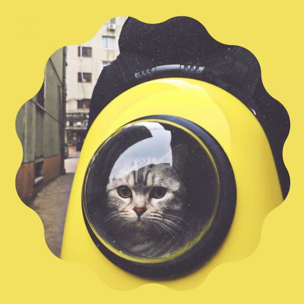 Music for Cutest Kittens - Trumpet and Alto Sax - Cat Music Studio